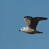 Herring Gull